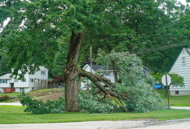 Emergency Storm Tree Removal in Samsula Spruce Creek, FL